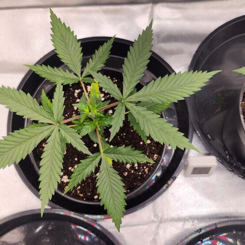 Tezla OG growlog timeline photo