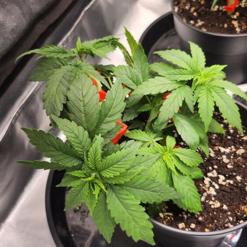 Purple growlog timeline photo