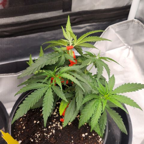Amnesia Haze growlog timeline photo