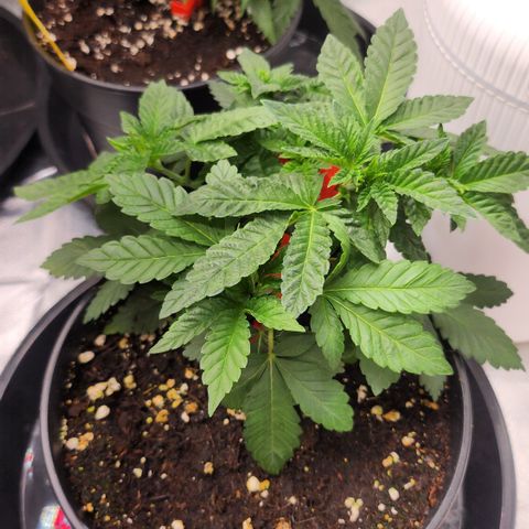 Green Poison growlog timeline photo
