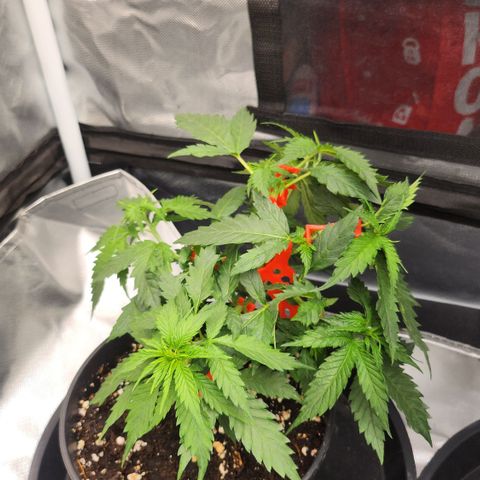Tezla OG growlog timeline photo