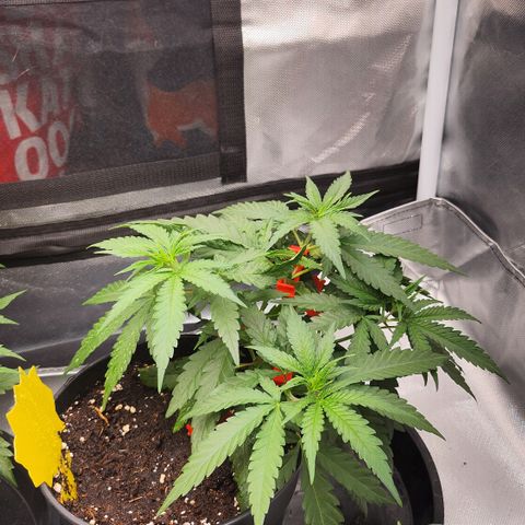Amnesia Haze growlog timeline photo