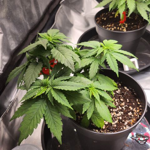 Purple growlog timeline photo