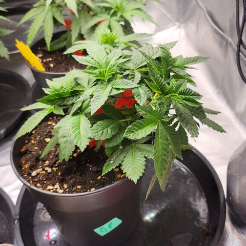 Green Poison growlog timeline photo