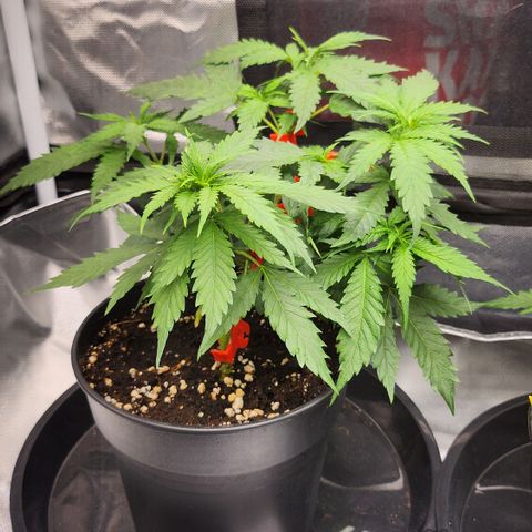 Tezla OG growlog timeline photo