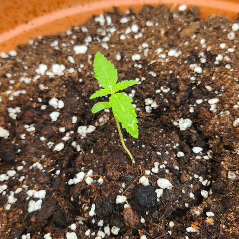 Tims Dosidos  growlog timeline photo