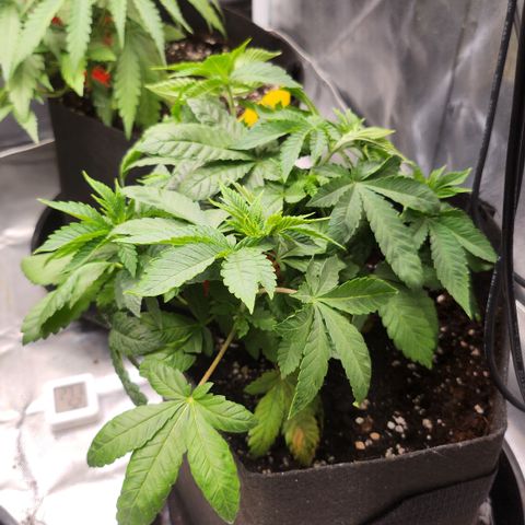 Green Poison growlog timeline photo