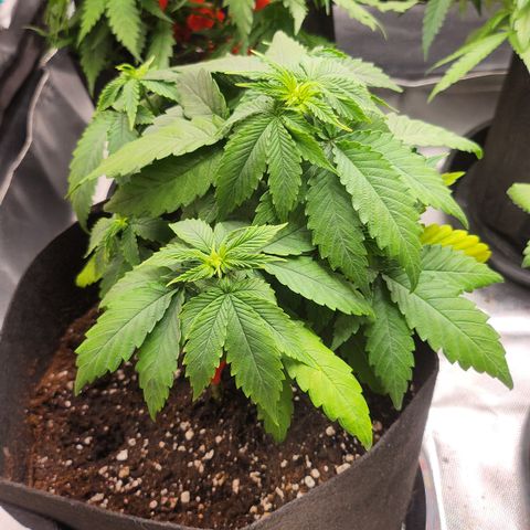 Purple growlog timeline photo