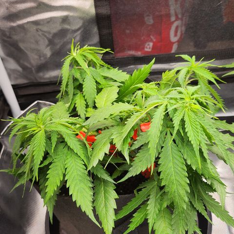 Tezla OG growlog timeline photo
