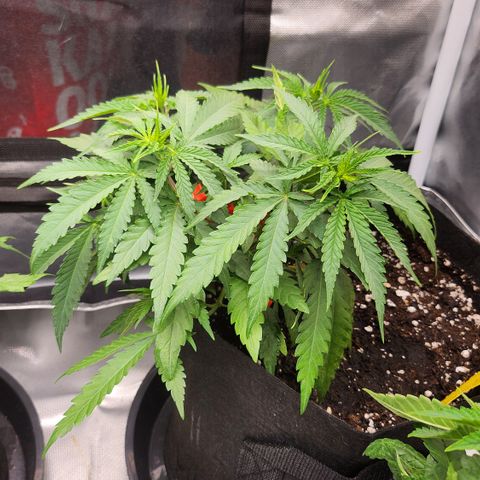 Amnesia Haze growlog timeline photo
