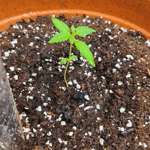 Tims Dosidos  growlog timeline photo