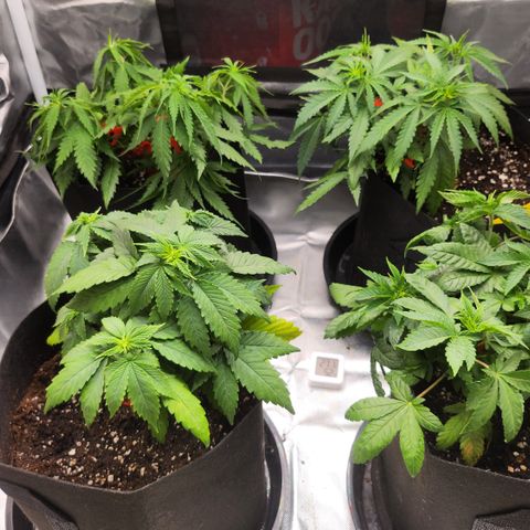 Green Poison growlog photo: Nach Umtopfen
