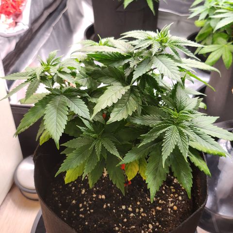 Purple growlog timeline photo