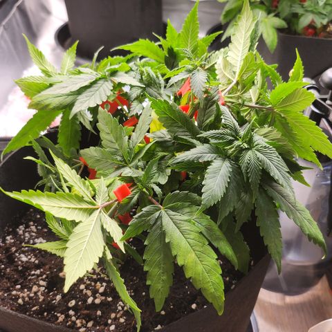 Purple growlog photo: Nach training