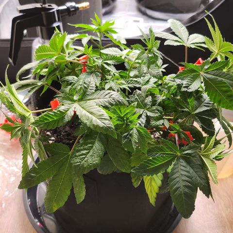 Green Poison growlog timeline photo