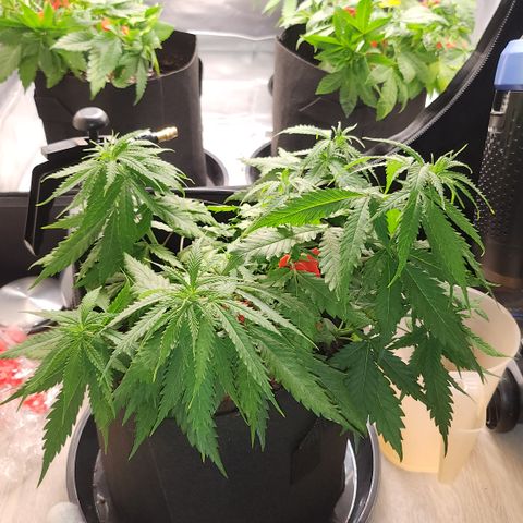 Tezla OG growlog timeline photo