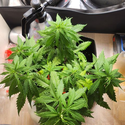 Tezla OG growlog timeline photo