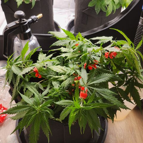 Tezla OG growlog photo: Nach training 