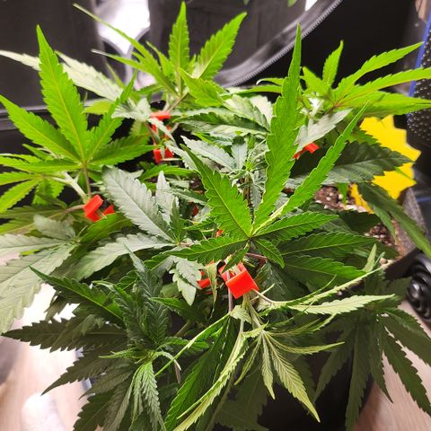 Amnesia Haze growlog timeline photo