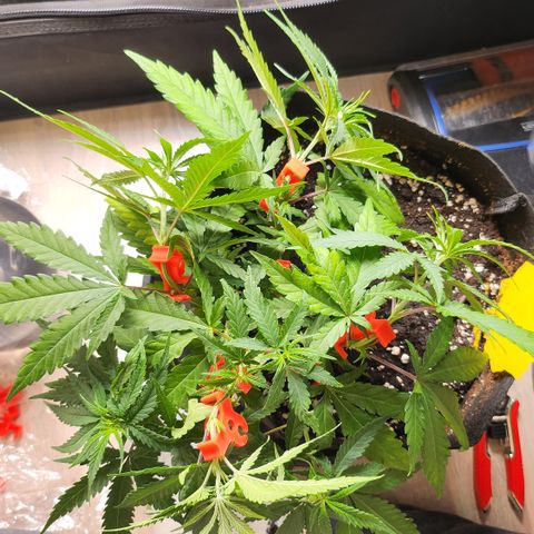 Amnesia Haze growlog timeline photo