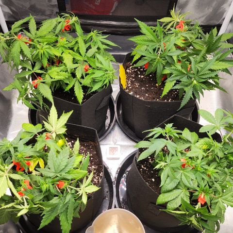 Green Poison growlog timeline photo