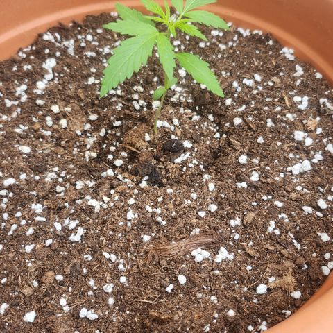 Tims Dosidos  growlog timeline photo