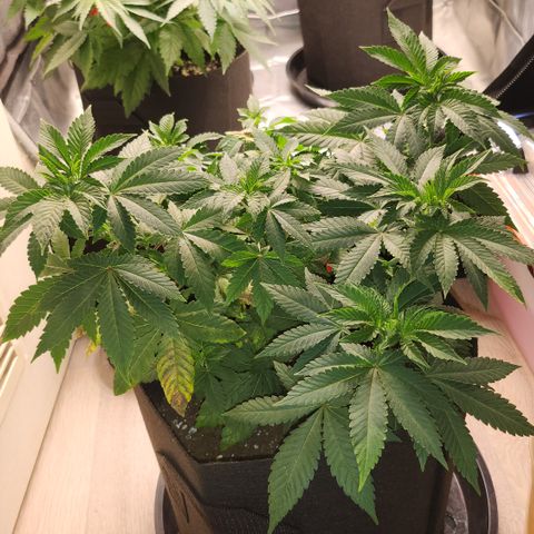 Green Poison growlog timeline photo