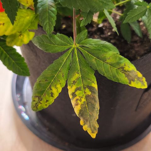 Green Poison growlog timeline photo