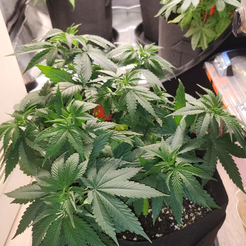Purple growlog timeline photo