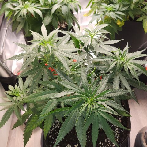 Amnesia Haze growlog timeline photo
