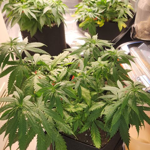 Tezla OG growlog timeline photo