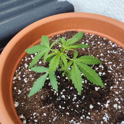 Tims Dosidos  growlog timeline photo