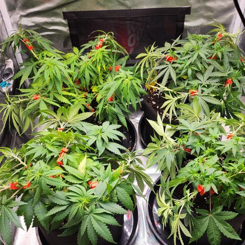 Green Poison growlog timeline photo