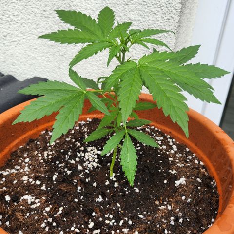 Tims Dosidos  growlog timeline photo