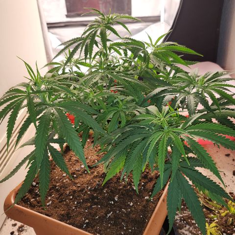 Amnesia Haze growlog timeline photo