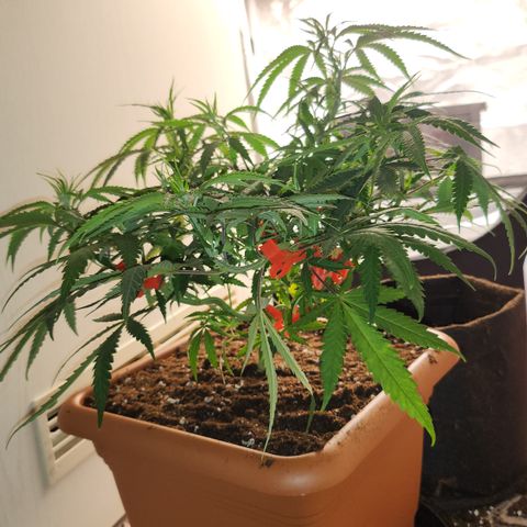 Amnesia Haze growlog timeline photo