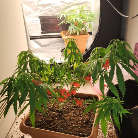 Tezla OG growlog timeline photo