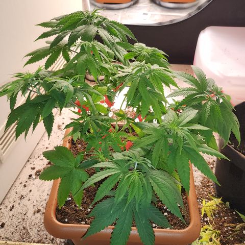 Purple growlog timeline photo