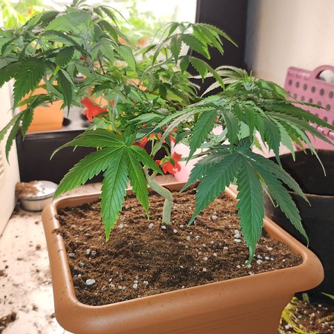 Purple growlog timeline photo