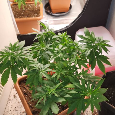 Green Poison growlog timeline photo