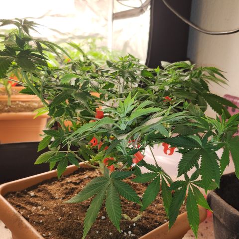 Green Poison growlog timeline photo