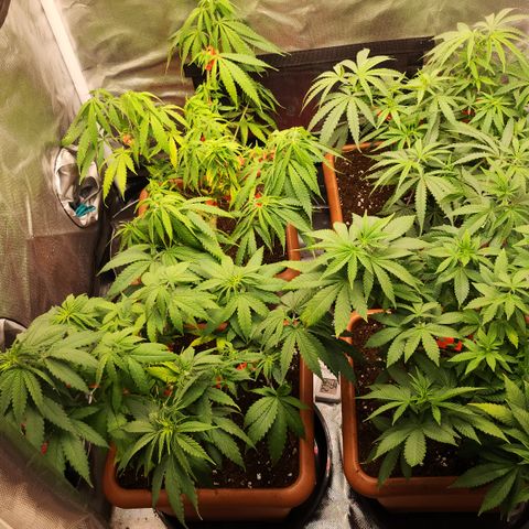 Green Poison growlog timeline photo