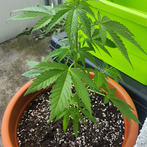 Tims Dosidos  growlog timeline photo