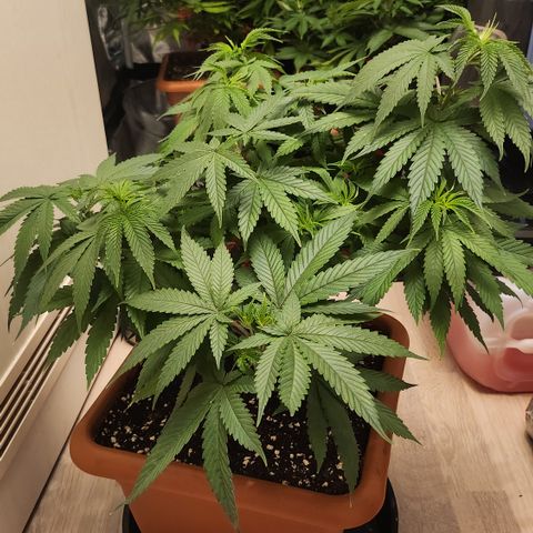 Purple growlog timeline photo