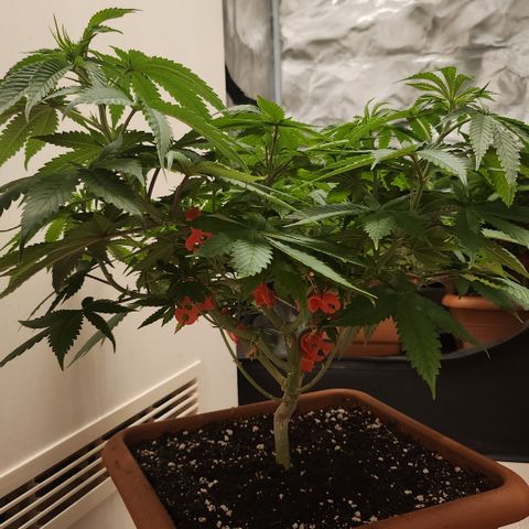 Purple growlog timeline photo