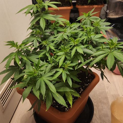 Green Poison growlog timeline photo