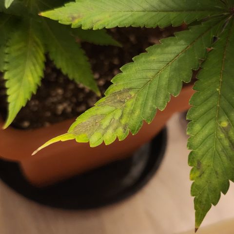 Green Poison growlog timeline photo