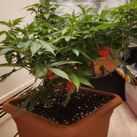 Green Poison growlog timeline photo