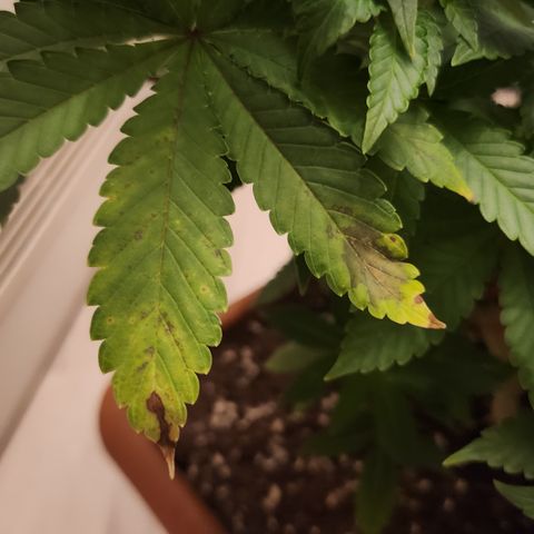 Green Poison growlog timeline photo