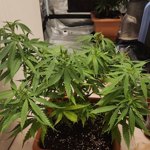 Tezla OG growlog timeline photo